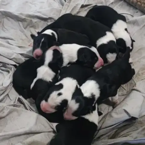 Vends Border Collie