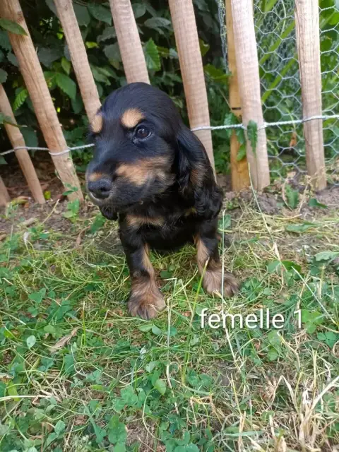 Cocker Spaniel Anglais  Chiot N°6 Des Pres Flamands 31318