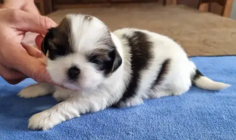 Shih Tzu  Chiot N°2 Des Hirondelles Du Voyage photo 2