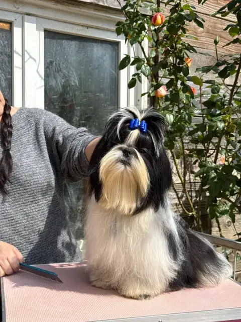 Shih Tzu  Air Force One De Hillsbury