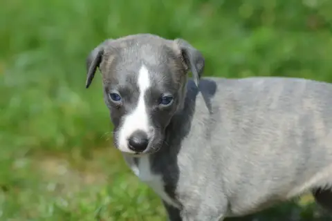 Whippet  Chiot 1 Du Haras Eclair Horside'Whip