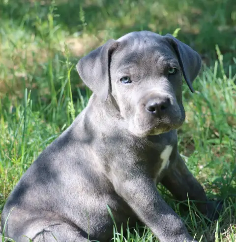 Cane Corso  Bailey Dei Protettori Della Corona photo 3
