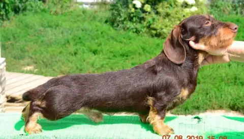 Teckel Poil Dur  Chiot N°1 De Chatoisillon