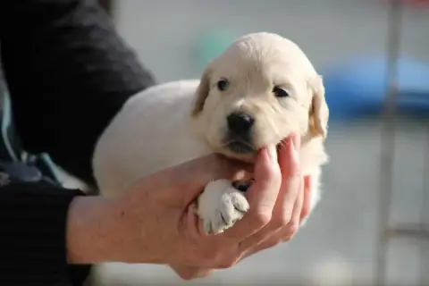 Golden Retriever  Chiot N°8 Des Romarins De Mayerling 8a3fc photo 3