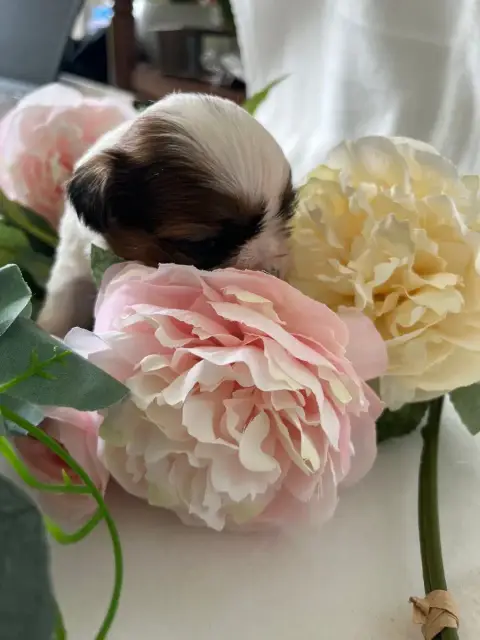 Shih Tzu  Brisbane Del Sole Splendente photo 3