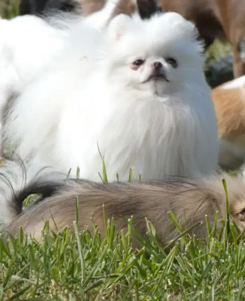Spitz Allemand  Basil Des Ptits Dragons De Cupidon photo 3