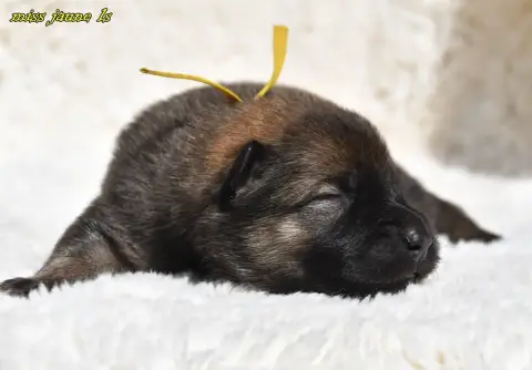 Eurasier  Chiot 1 Des Legendes De Retz photo 2