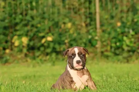American Staffordshire Terrier  Battle Born De Rockst 17077