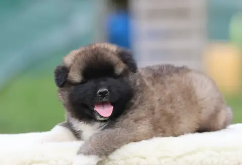 Akita Americain  Bamboleo De Daybreak Northern photo 2