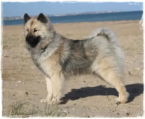 Eurasier  Chiot 4 Des Legendes De Retz photo 3