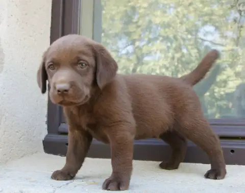 Labrador Retriever  Mc6 Des Assards De Pierregourde 58aee