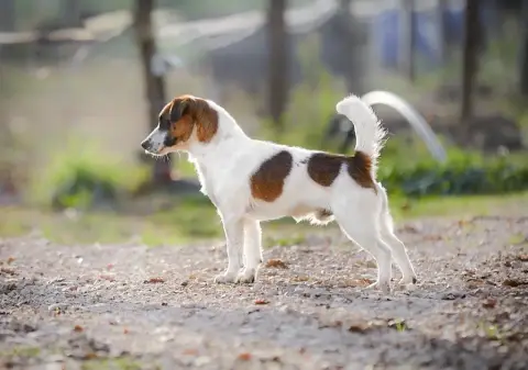 Jack Russell Terrier  Chiot 3 Du Giron photo 3