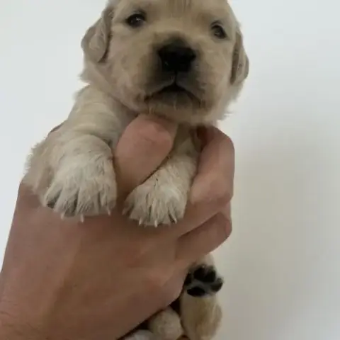 Golden Retriever
