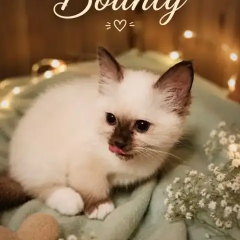 Chaton Sacre De Birmanie