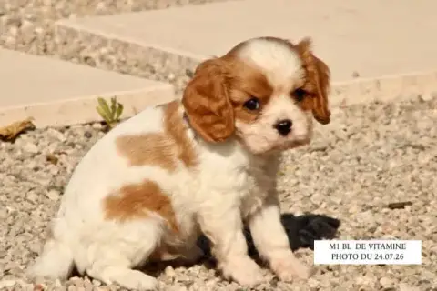 Cavalier King Charles Spaniel 
                       c8d73