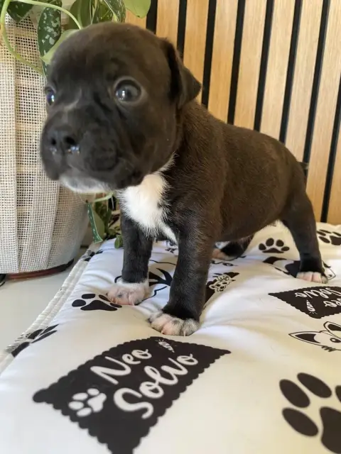 Staffordshire Bull Terrier  Chiot N°4 Of The Bubble S 3d060 photo 3