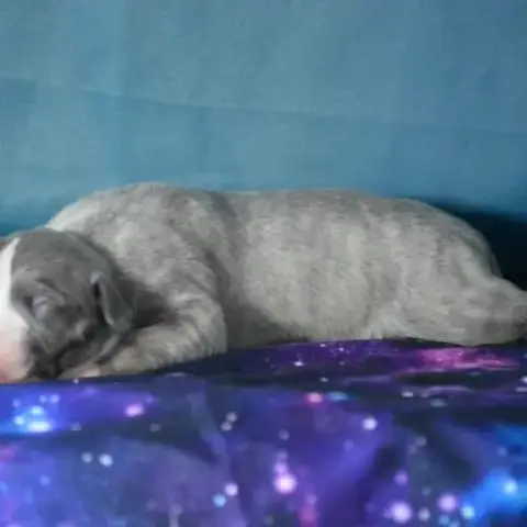 Whippet Femelle