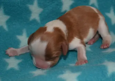 Cavalier King Charles Spaniel  Chiot 5 De La Vallée D 52b2f