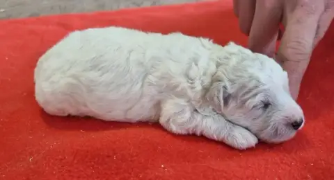Bichon Frise  Chiot N°4 Des Hirondelles Du Voyage