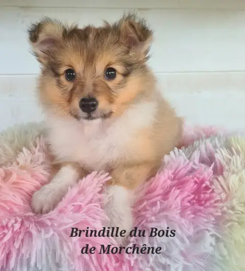 Shetland Sheepdog  Brindille Du Bois De Morchène photo 2