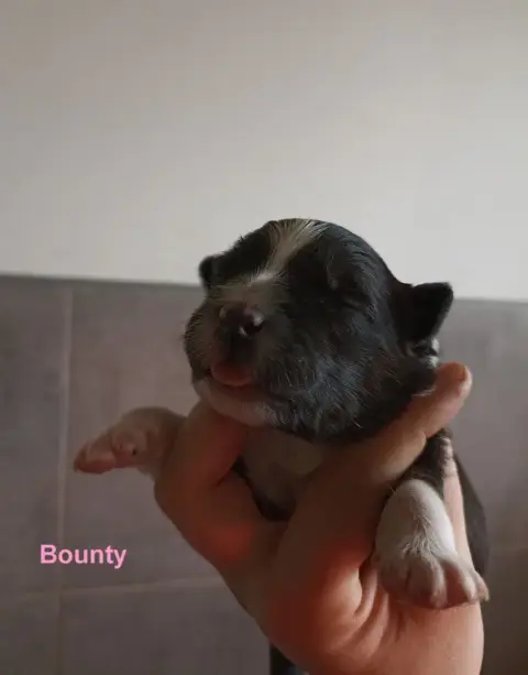 Berger Australien  Bounty Du Berry Noir photo 2