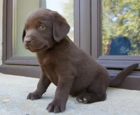 Labrador Retriever  Mc3 Des Assards De Pierregourde 674b3 photo 3