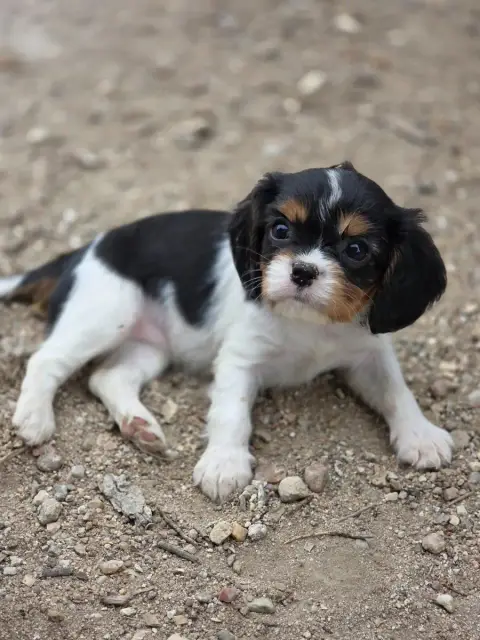 Cavalier King Charles Spaniel  Chiot N°4 Des Deux Che e543f photo 3