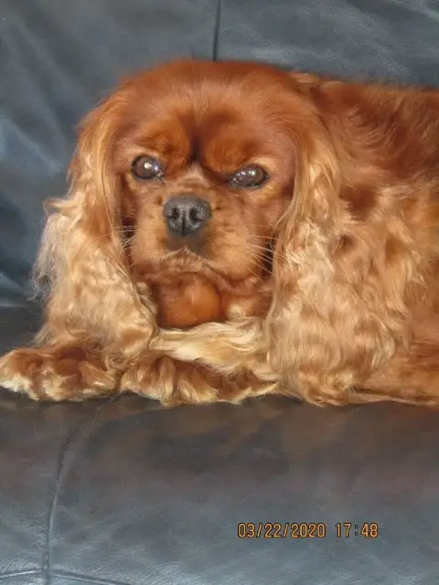 Cavalier King Charles Spaniel  Azzaro Des Marais De B e6999 photo 3
