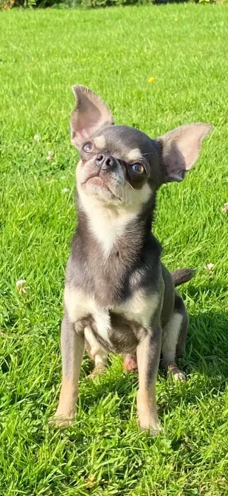 Chihuahua