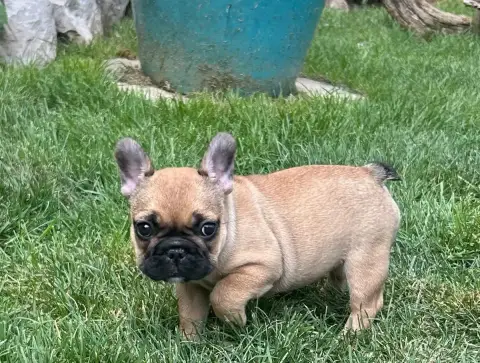 Bouledogue Français  Bb Jolie Du Roi De La Redingote f5884 photo 2