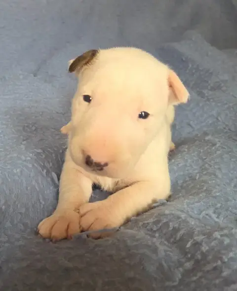 Bull Terrier  Chiot 1 By The Wall