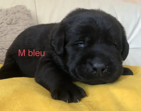 Labrador Retriever  Chiot N°6 By Champs'Or