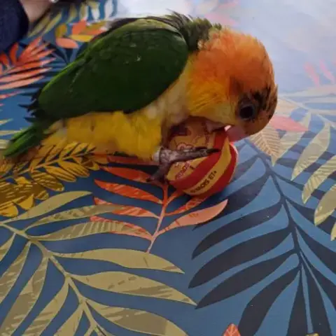 Caique A Tête Orange