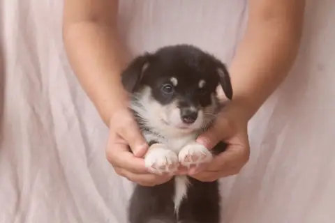 Adopter Welsh Corgi Pembroke 
                        Femelle b98a5