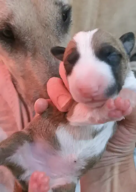 Bull Terrier  Chiot N°4 Of The Little Troublemaker photo 3