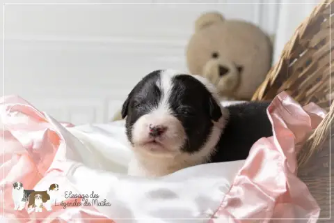 Berger Australien  Chiot N°9 Des Légendes De Maika