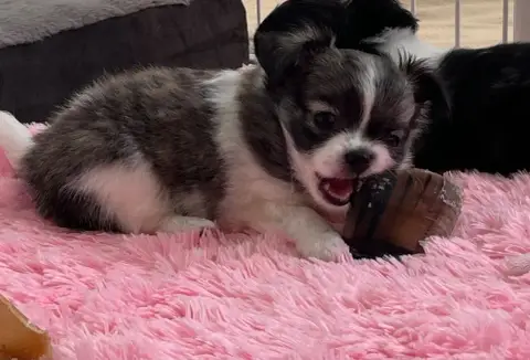 Chihuahua  Baloo D'Isula Cara photo 2
