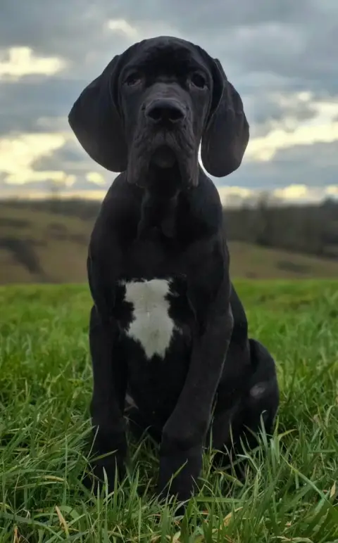 Dogue Allemand  Chiot De L'Empire Du Mont Sombet