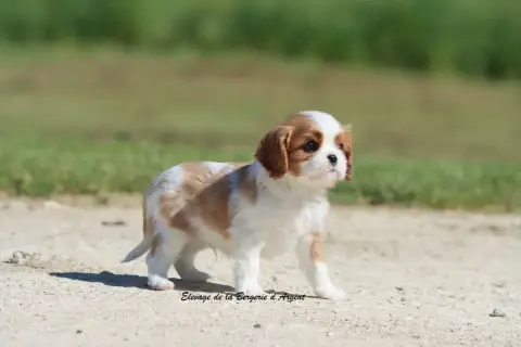Cavalier King Charles Spaniel  Boston De La Bergerie  687db