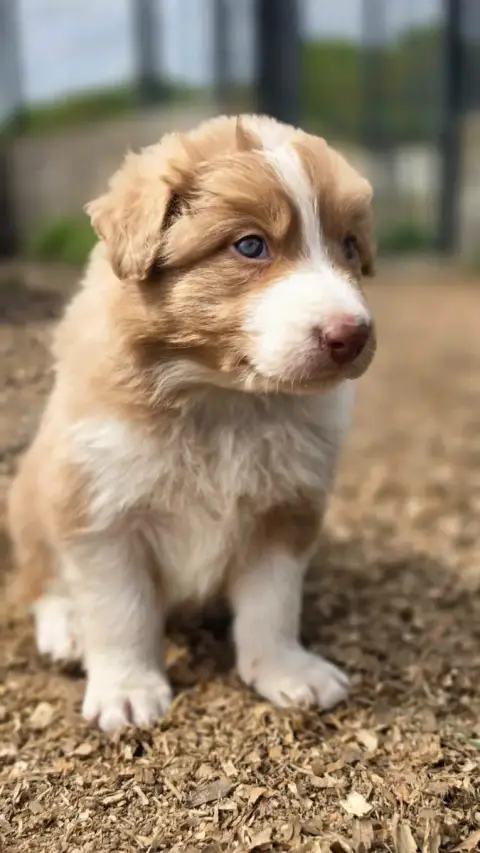 Border Collie  Mâle Rouge Merle Atypique Des Lacs De  2bd48