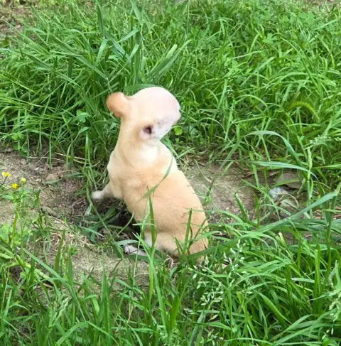 Chihuahua  Bohèm D'Oclair Des Loups photo 2