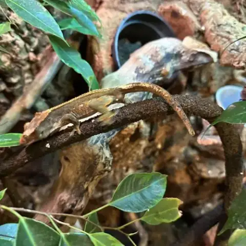 Gecko À Crête