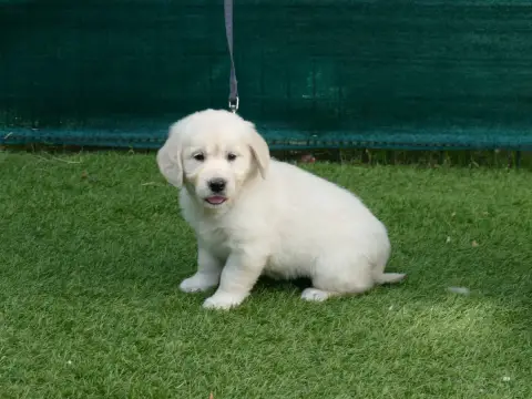 Golden Retriever  Femelle Collier Noir Du Temps Des A adf12