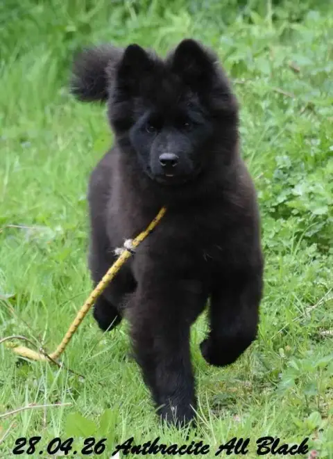 Eurasier  Anthracite All Black Des Crinières De Feu eb040 photo 2