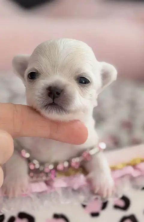 Chihuahua  Betty