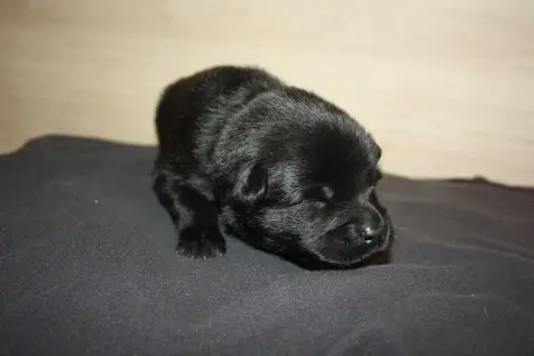 Eurasier  Collier Gris Des Oursons De La Fee