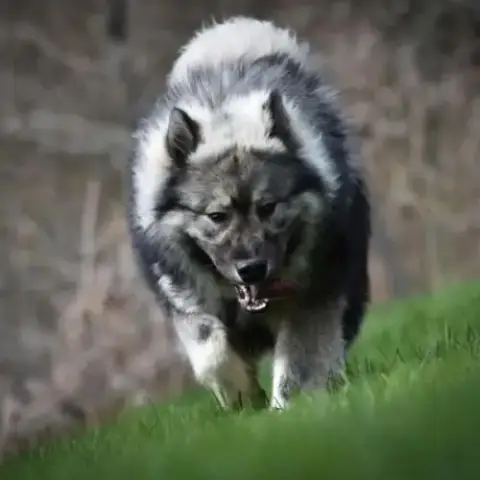 Eurasier