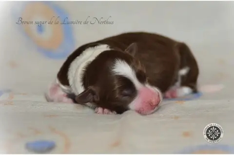Border Collie  Brown Sugar De La Lumière De Nerthus 9d679