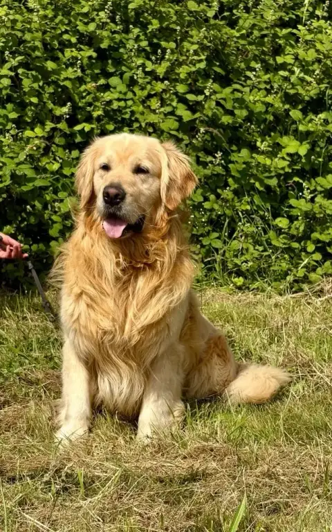Golden Retriever  Chiot N°5 Du Temps Des Amazones photo 3