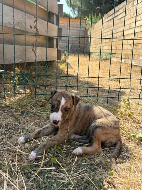 Whippet 
                        Chiot N°6 Des Soft M 8fde2 photo 2